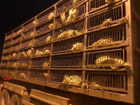 طولكرم: الضابطة الجمركية تضبط 395 من طيور الحبش الممنوعة من التداول وتتلف نحو 700 كغم عصائر