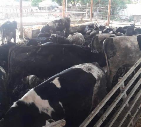 ضبط 60 عجل بدون إذن استيراد في محافظة طوباس