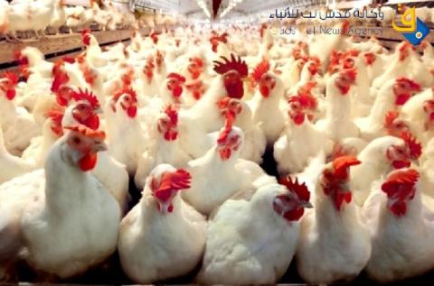 غزة:انخفاض أسعار الدواجن الكيلو لـ 10 شيكل للكيلو