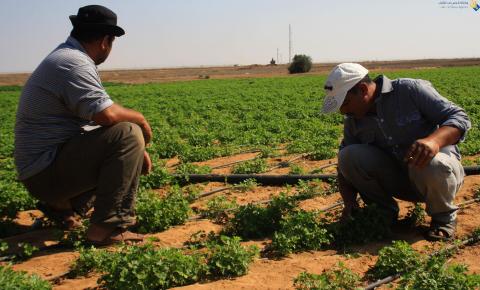 جنود الاحتلال يستهدفون المزارعين شرق خان يونس