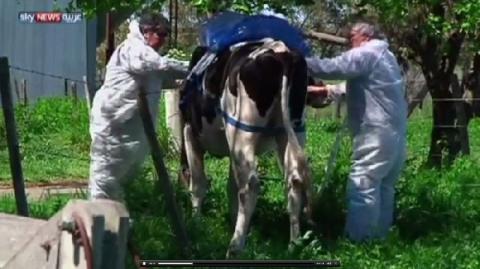 فيديو.. روث البقر.. "كنز" كبير للطاقة