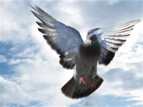 الحمام الزاجل "يشم" طريقه