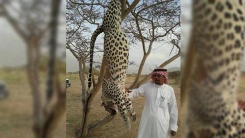 مقتل نمر عربي في ضواحي مكة المكرمة
