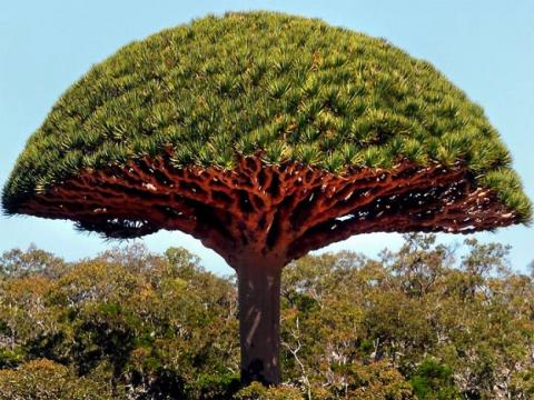 شجرة دم التنين الأحمر الغريبة مهددة بالانقراض
