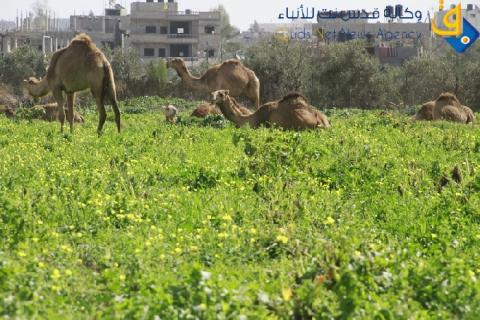 مشروع لاستصلاح 800 دونم بقرية أم النصر