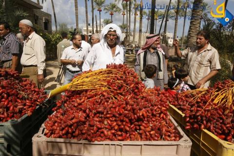 موسم قطف البلح في قطاع غزة/عدسة:عبد الرحيم الخطيب