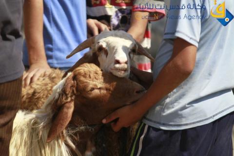 جولة في سوق بيع الأضاحي بغزة/عدسة:محمود عيسى