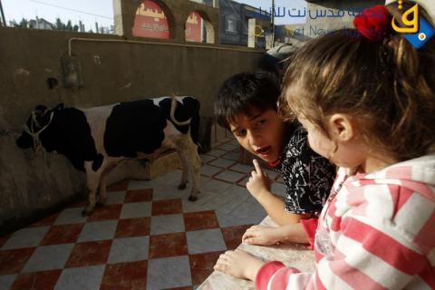 عائلة فلسطينية تذبح اضحيتها في منزلها برفح/ عدسة: عبد الرحيم الخطيب
