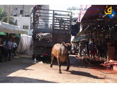 نحر الأضاحى فى عيد الأضحى المبارك / عدسة : عائد تايه