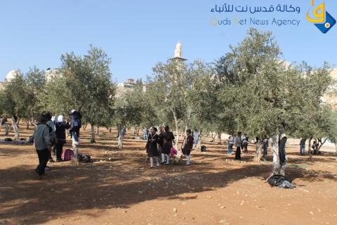 طلاب القدس يشاركون بأعمال تطوعية وقطف الزيتون بالمسجد الاقصى