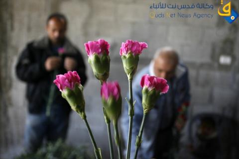 مزارعون فلسطينيون يحصدون زهور القرنفل في رفح / عدسة: عبد الرحيم الخطيب‎