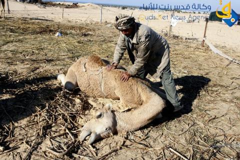خان يونس.. المنخفض الجوي يقتل نوق حسان ويُبكيه عليهنّ !/عدسة :عبد الرحيم الخطيب