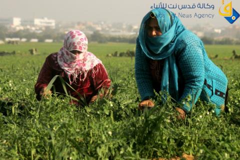 جـنـي مـحـصـول "البازلاء" فـي قـطـاع غـزة/عدسة:عبد الرحيم الخطيب