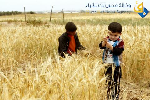 حصاد الشعير في الارضي الحدودية شرق خان يونس /عدسة: عبد الرحيم الخطيب