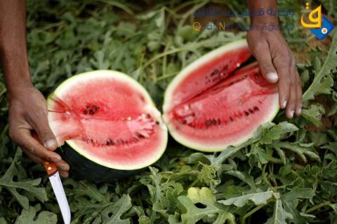 صور.. 30 ألف طن يُنتج بطيخ غزة هذا العام/ عدسة: عبد الرحيم الخطيب