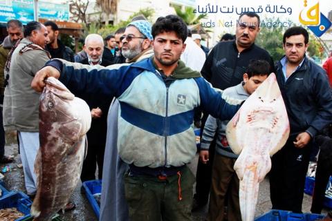 أسماك غزة بعد إعلان وقف إطلاق النار/ عدسة: سلطان ناصر