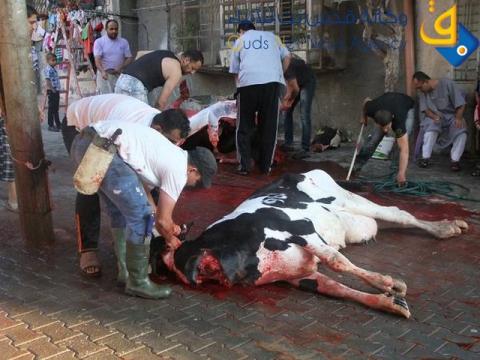ذبح الاضاحي بالمحافظة الوسطى في قطاع غزة