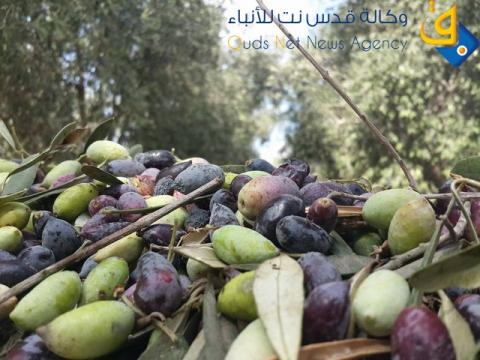 بيت حانون تحصد ما تبقى من اشجار الزيتون