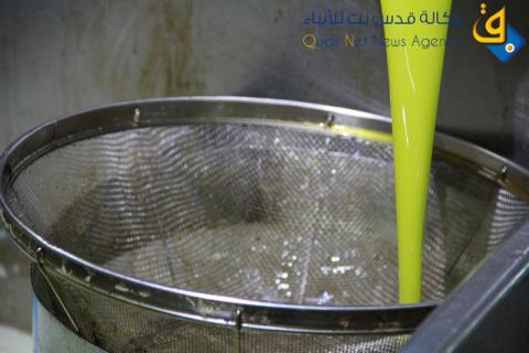 معاصر زيت الزيتون بغزة/ عدسة: سلطان ناصر