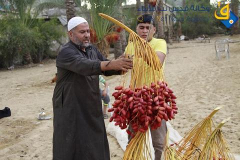 قطف ثمار البلح في قطاع غزة
