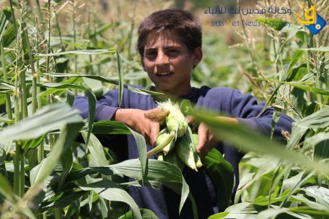 موسم حصاد الذرة بغزة