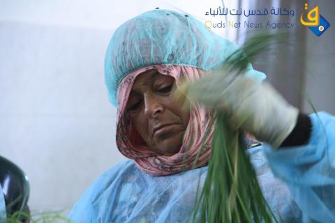 زراعة وتصدير بصل الثوم في قطاع غزة | تصوير سلطان ناصر