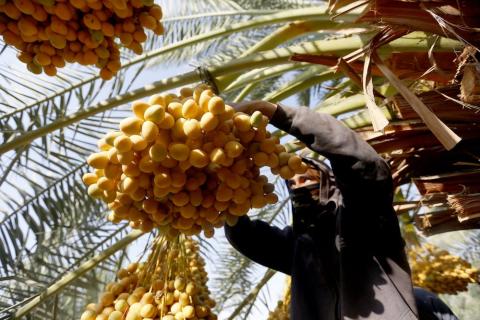 أريحا - عطش أريحا يحول زراعتها الى التمر . تصوير: محمد فراج