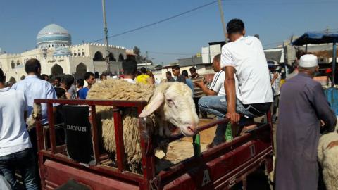 تحسن في الإقبال على شراء الأضاحي بغزة بسبب إنخفاض أسعارها
