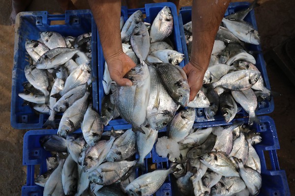 الاستزراع السمكي في غزة 66
