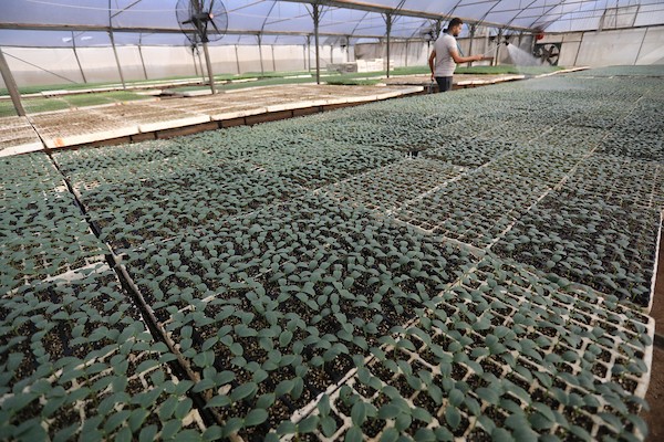 مزارعون فلسطينيون يزرعون بذور الطماطم باستخدام الزراعة الآلية ، في مشتل في رفح ، جنوب قطاع غزة321