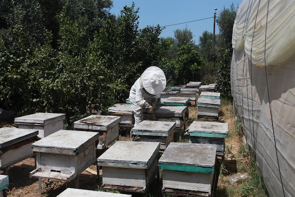 النحالة الفلسطينية سمر البع ، 30 عاما ، تعتني بمزرعة العسل التي يملكها والدها المتوفى في بيت حانون شمال قطاع غزة  2