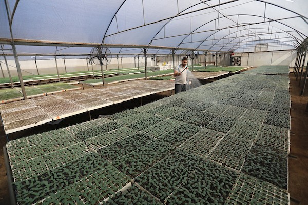 مزارعون فلسطينيون يزرعون بذور الطماطم باستخدام الزراعة الآلية ، في مشتل في رفح ، جنوب قطاع غزة 888