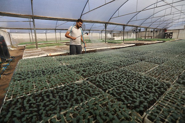 مزارعون فلسطينيون يزرعون بذور الطماطم باستخدام الزراعة الآلية ، في مشتل في رفح ، جنوب قطاع غزة 23