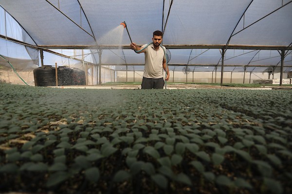 مزارعون فلسطينيون يزرعون بذور الطماطم باستخدام الزراعة الآلية ، في مشتل في رفح ، جنوب قطاع غزة 900