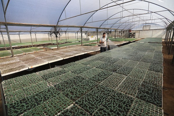 مزارعون فلسطينيون يزرعون بذور الطماطم باستخدام الزراعة الآلية ، في مشتل في رفح ، جنوب قطاع غزة 544