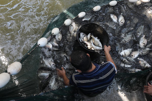 الاستزراع السمكي في غزة 44