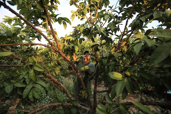 موسم حصاد الجوافة بمطقة المواصي غرب محافظة خان يونس  9