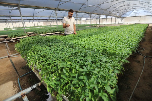 مزارعون فلسطينيون يزرعون بذور الطماطم باستخدام الزراعة الآلية ، في مشتل في رفح ، جنوب قطاع غزة 1
