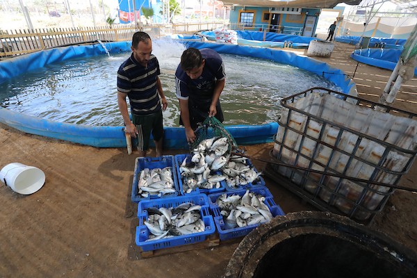 الاستزراع السمكي في غزة 5454