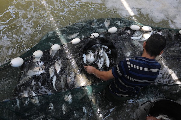 الاستزراع السمكي في غزة 98