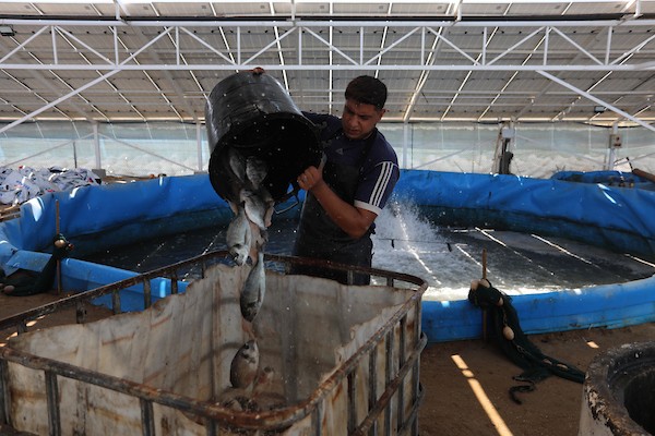 الاستزراع السمكي في غزة 233