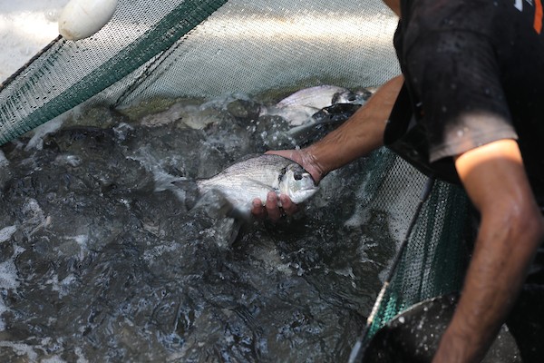 الاستزراع السمكي في غزة 87