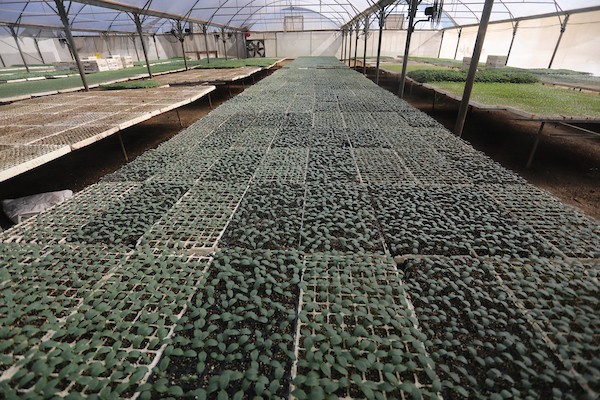 مزارعون فلسطينيون يزرعون بذور الطماطم باستخدام الزراعة الآلية ، في مشتل في رفح ، جنوب قطاع غزة 40