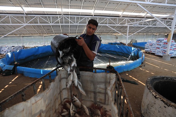 الاستزراع السمكي في غزة 433