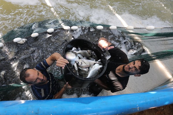 الاستزراع السمكي في غزة 76