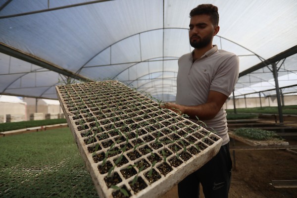 مزارعون فلسطينيون يزرعون بذور الطماطم باستخدام الزراعة الآلية ، في مشتل في رفح ، جنوب قطاع غزة 54