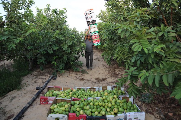 موسم حصاد الجوافة بمطقة المواصي غرب محافظة خان يونس  5