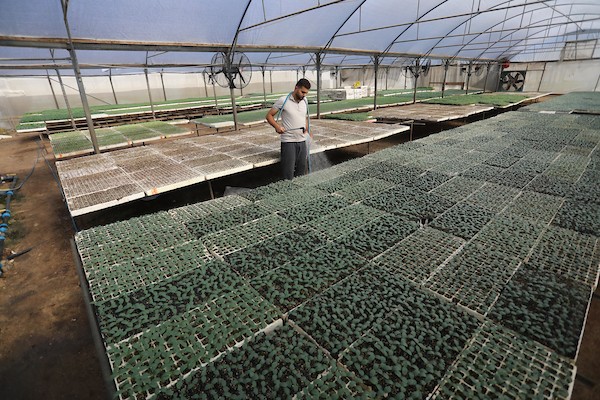 مزارعون فلسطينيون يزرعون بذور الطماطم باستخدام الزراعة الآلية ، في مشتل في رفح ، جنوب قطاع غزة 543