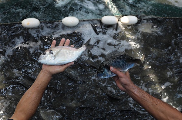 الاستزراع السمكي في غزة 343