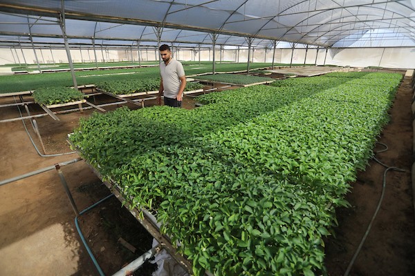 مزارعون فلسطينيون يزرعون بذور الطماطم باستخدام الزراعة الآلية ، في مشتل في رفح ، جنوب قطاع غزة